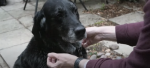 guide dog takes a final walk before retiring