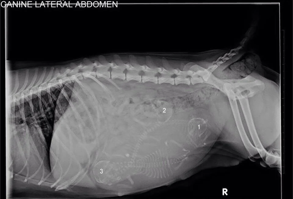 X-RAYS OF PREGNANT ANIMALS