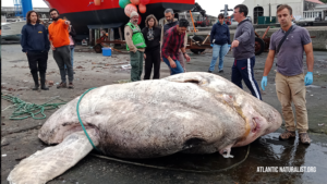 Giant sunfish weighing more than 6,000 lbs