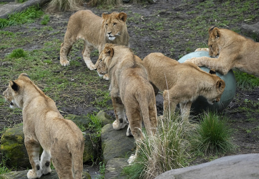 five lions escape