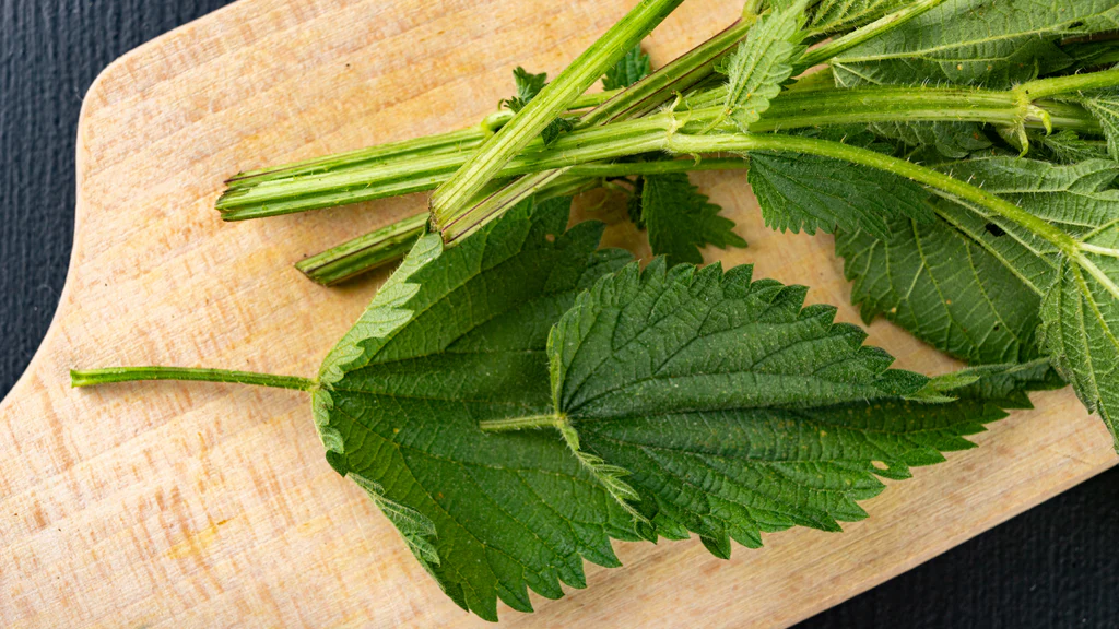 Nettle Leaf Discover these 7 health benefits
