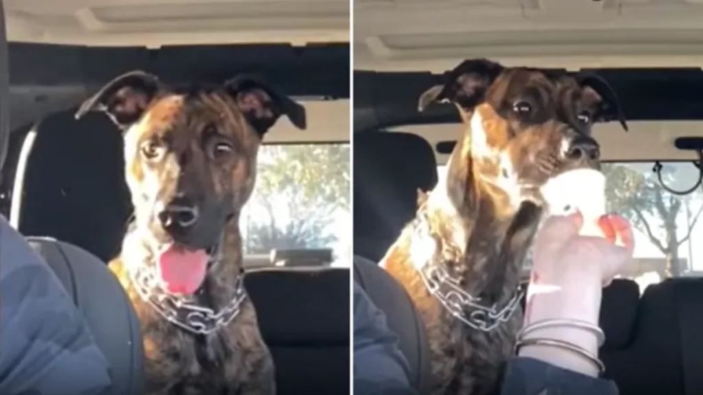 Texas Woman Heartwarming Rescue of Neighbor Dog Goes Viral