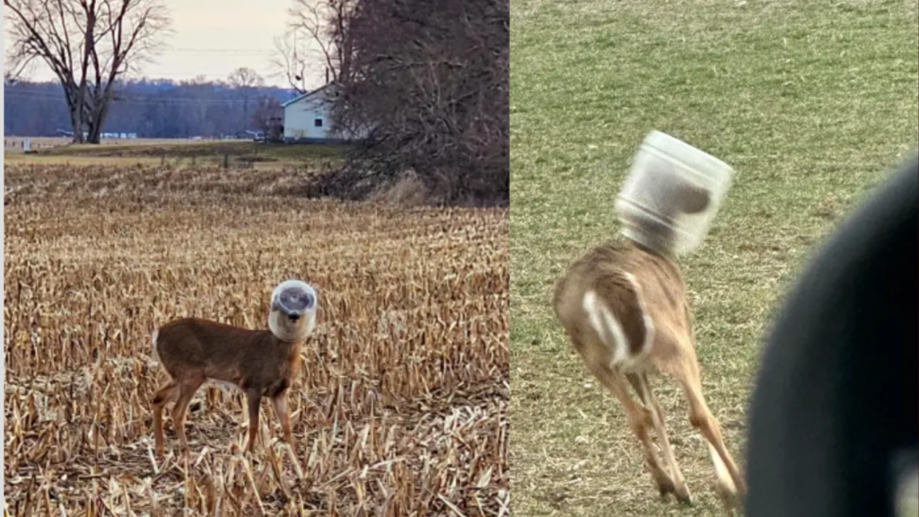Deer Freed After Two Weeks with Head Trapped in Plastic Container