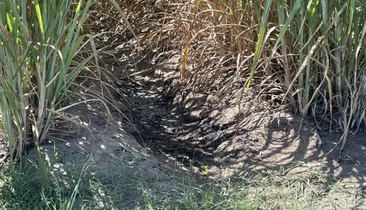 Human Remains Discovered in Berbice Cane Field